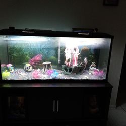 Fish Tank 