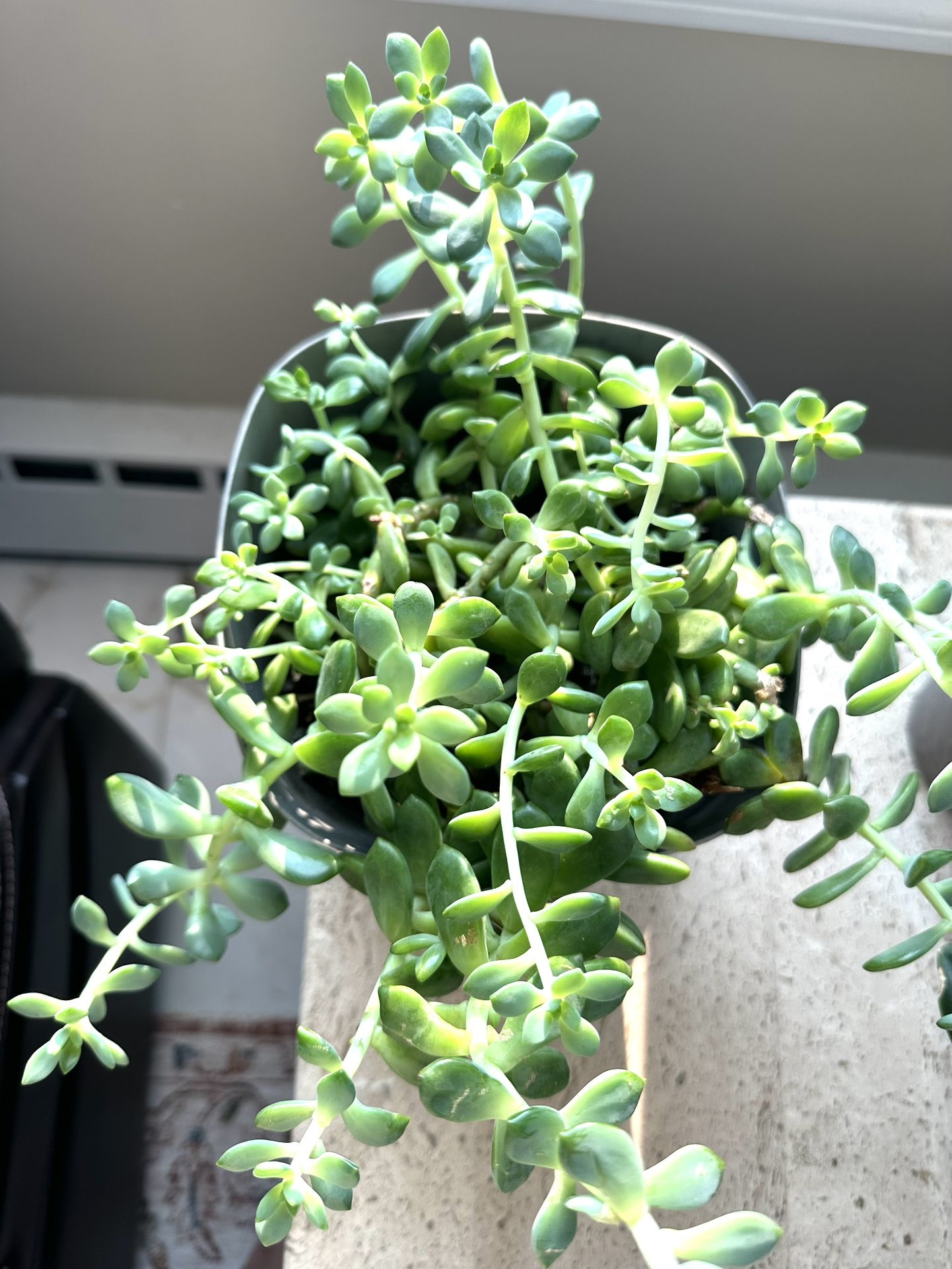 Large Succulent 