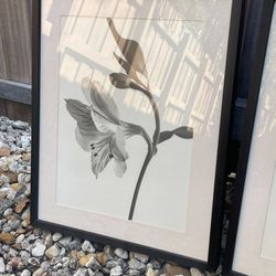 Framed Picture Behind The Glass, Flower, Black & White, 21” H x 17” W