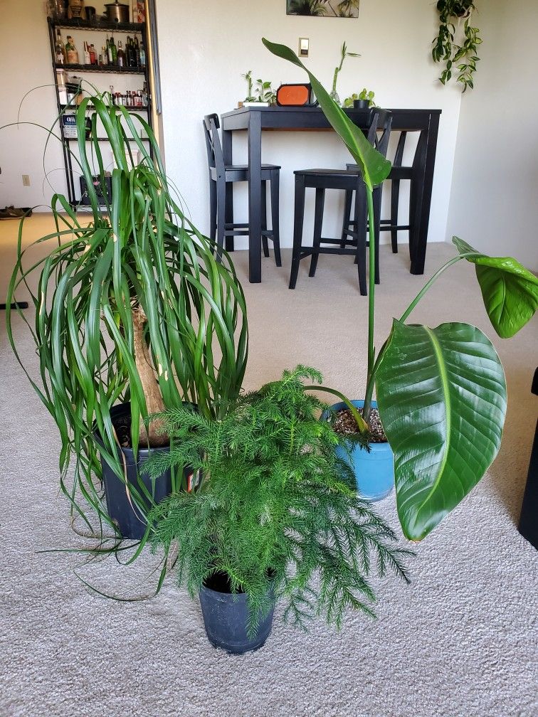 Plants For Sale!