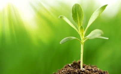 Bat Guano Fertilizer For Plants ! $115 For 5 Gallons