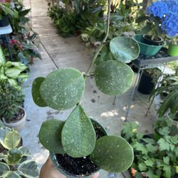 Hoya Obovata Splash