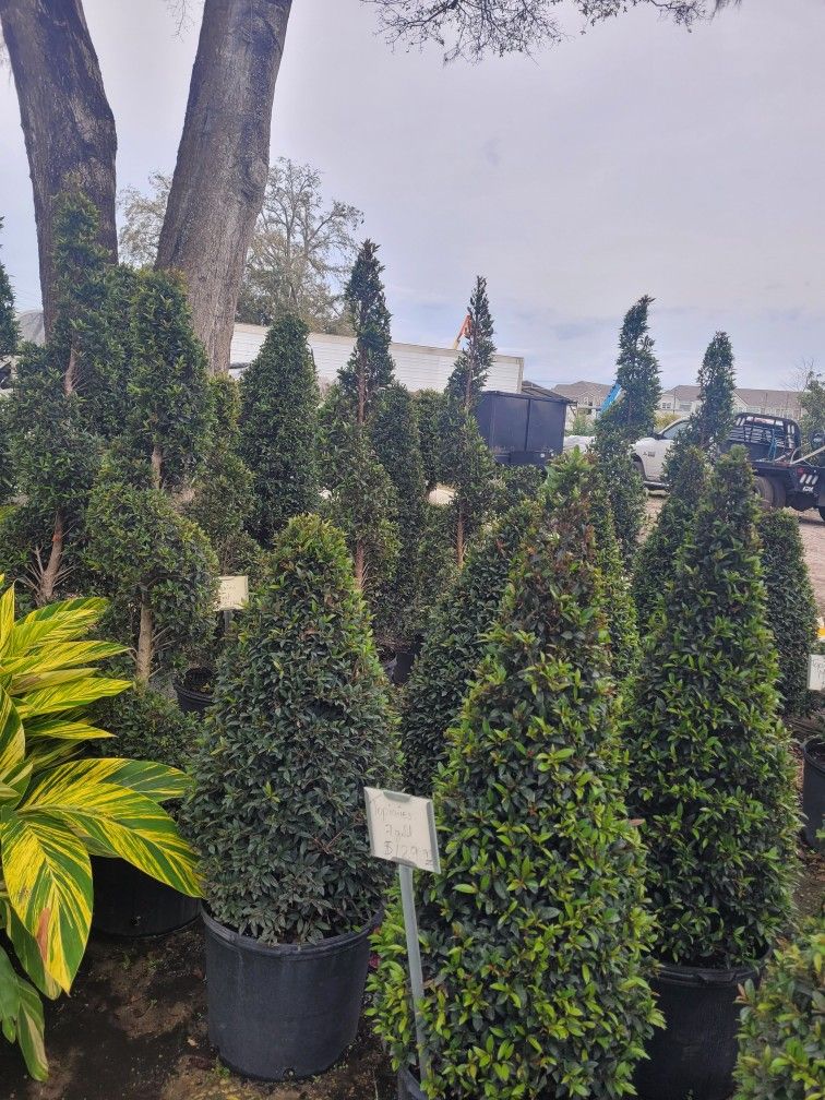 Topiaries Large