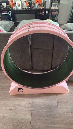 Cat running wheel