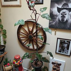 Rare Huge Healthy Pink Princess Philodendron