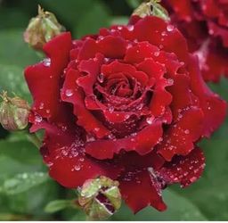 Rare European, Japan rose plants : Hommage A Barbara