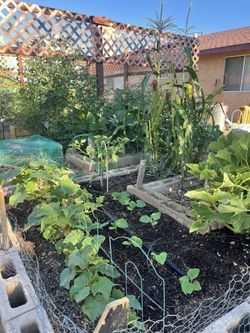 Heirloom Seeds