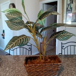 Decorative, Artificial, Plant 