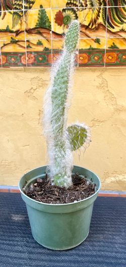 Snow Prickly Pear cactus