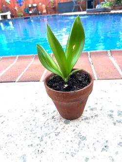 Bird's Nest Snake Plant with pot