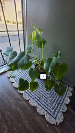 Indoor house plants