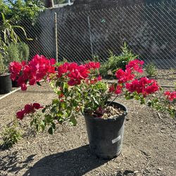 Bouganvillea