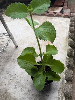 Oregano/Mint