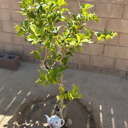Navel ORANGE tree