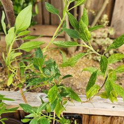 California Bush Sunflower Native Plant