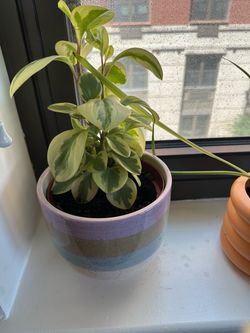Variegated Peperomia in Ceramic Pot