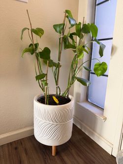 Large Monstera Plant with Decorative Planter