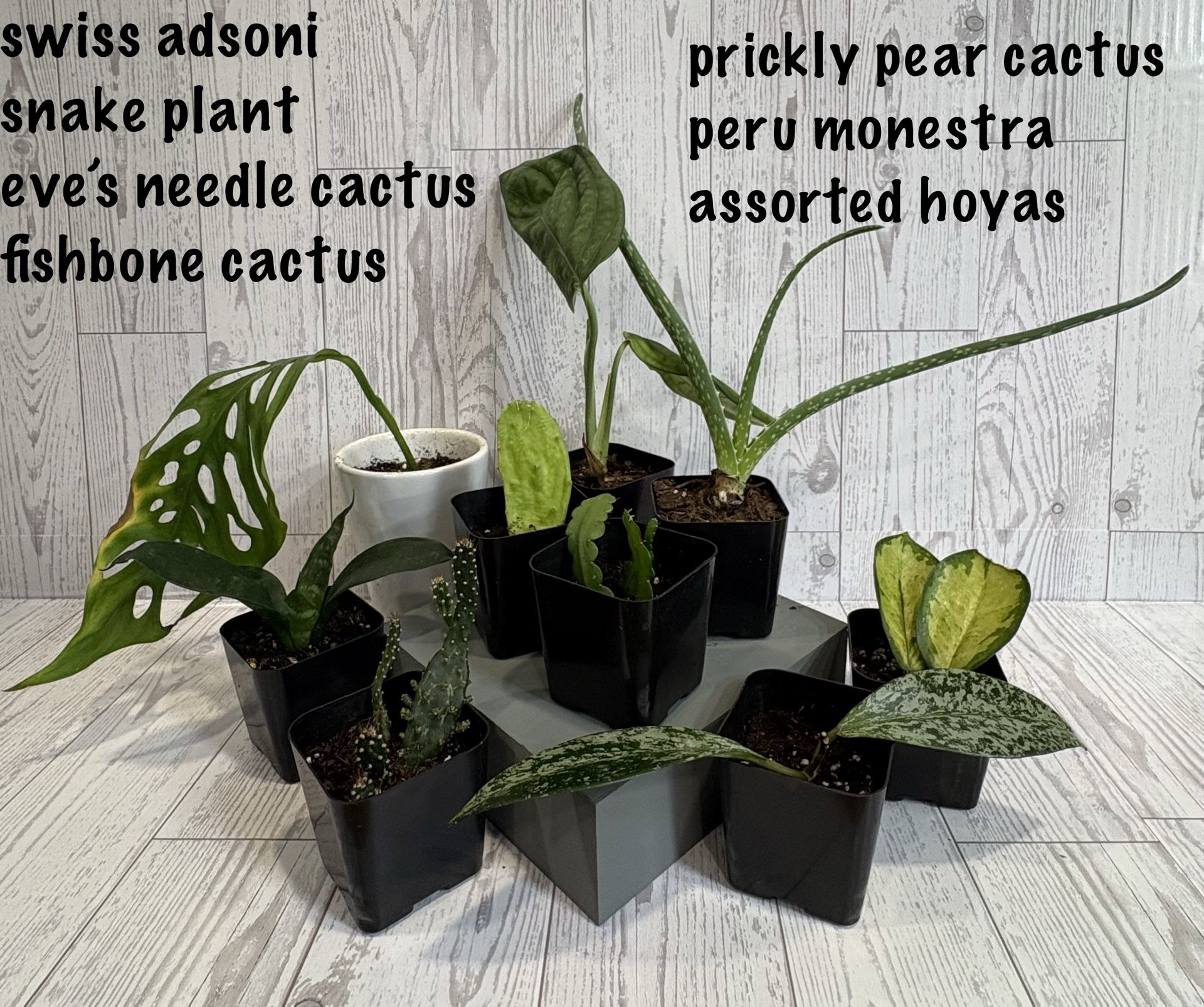 Plants For Sale