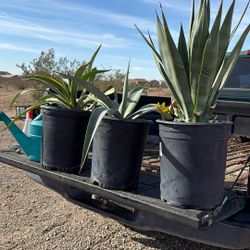 Maguey 