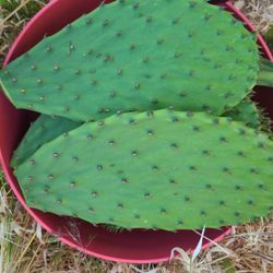 Nopales Tienitos A Su Preferencia ( Limpios O Con Espina)