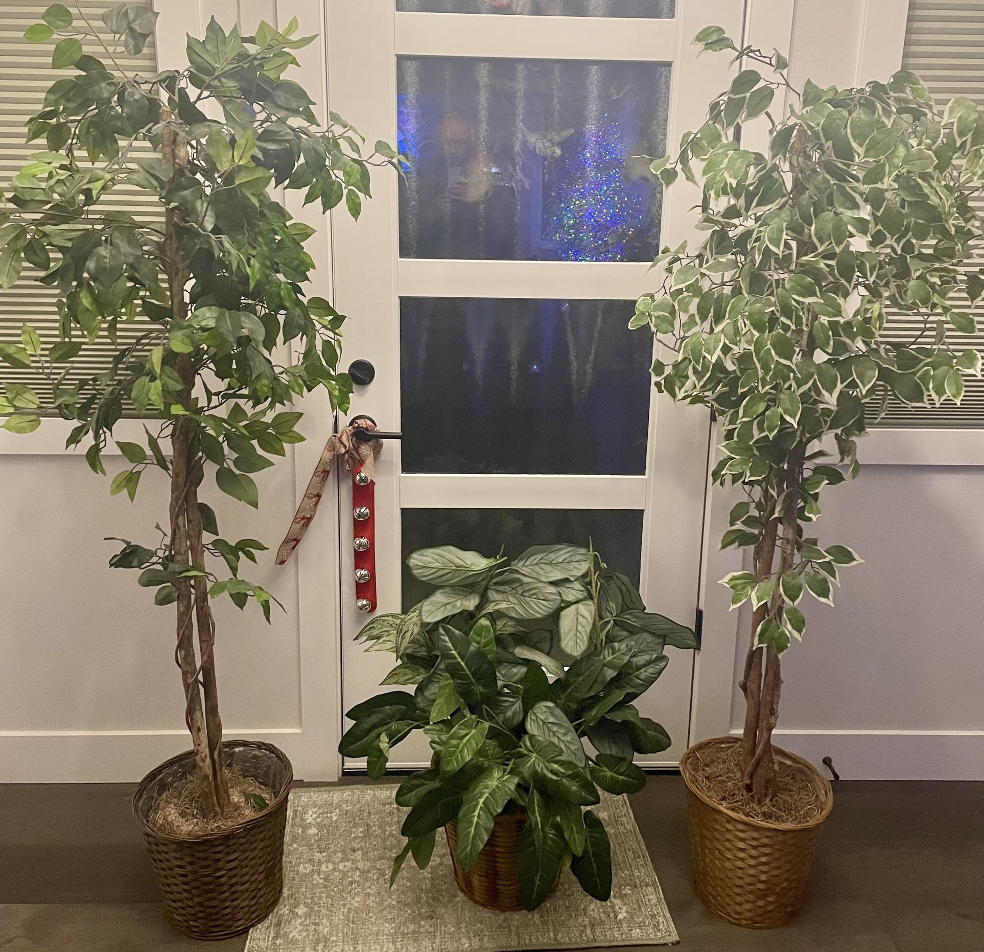 3pc Ficas Tree Lot