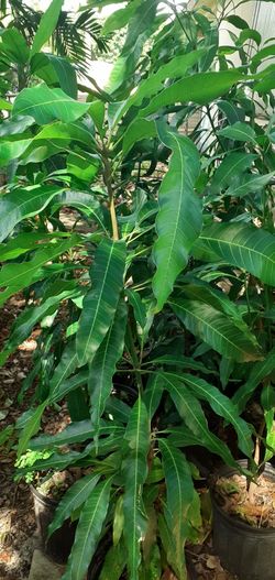 Mango Trees