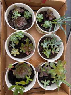 Succulents one dollar each