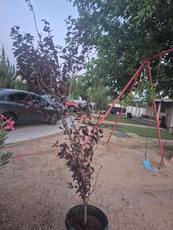 Purple plant