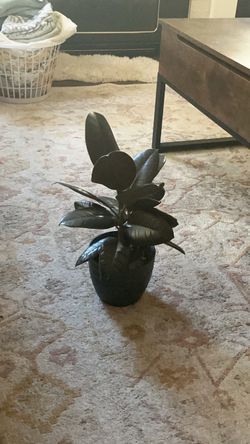 Black rubber tree