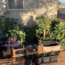 Collard Greens Plants For Sale From  10 To 50 Dollars  All  Of Them Are Fresh 