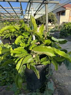 Dragonfruit Plant For Sale