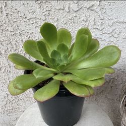 1.5 Gallon Pot Succulent Plant - Aeonium Urbicum - Salad Bowl - Rooted & Established - Drought Resistant 🪴 