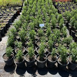 Chile Chiltepin 1 gallon 