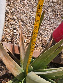 Mature Aloe Vera, ~6 years old