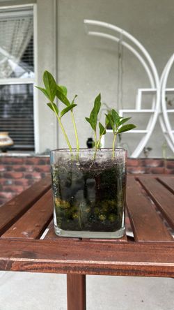 ZZ Plant in glass container