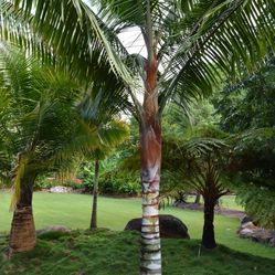 Teddy Bear Palm Tree (Dypsis leptocheilos )