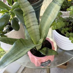 Silver Queen Snake Plant In New Ceramic Planter 15$