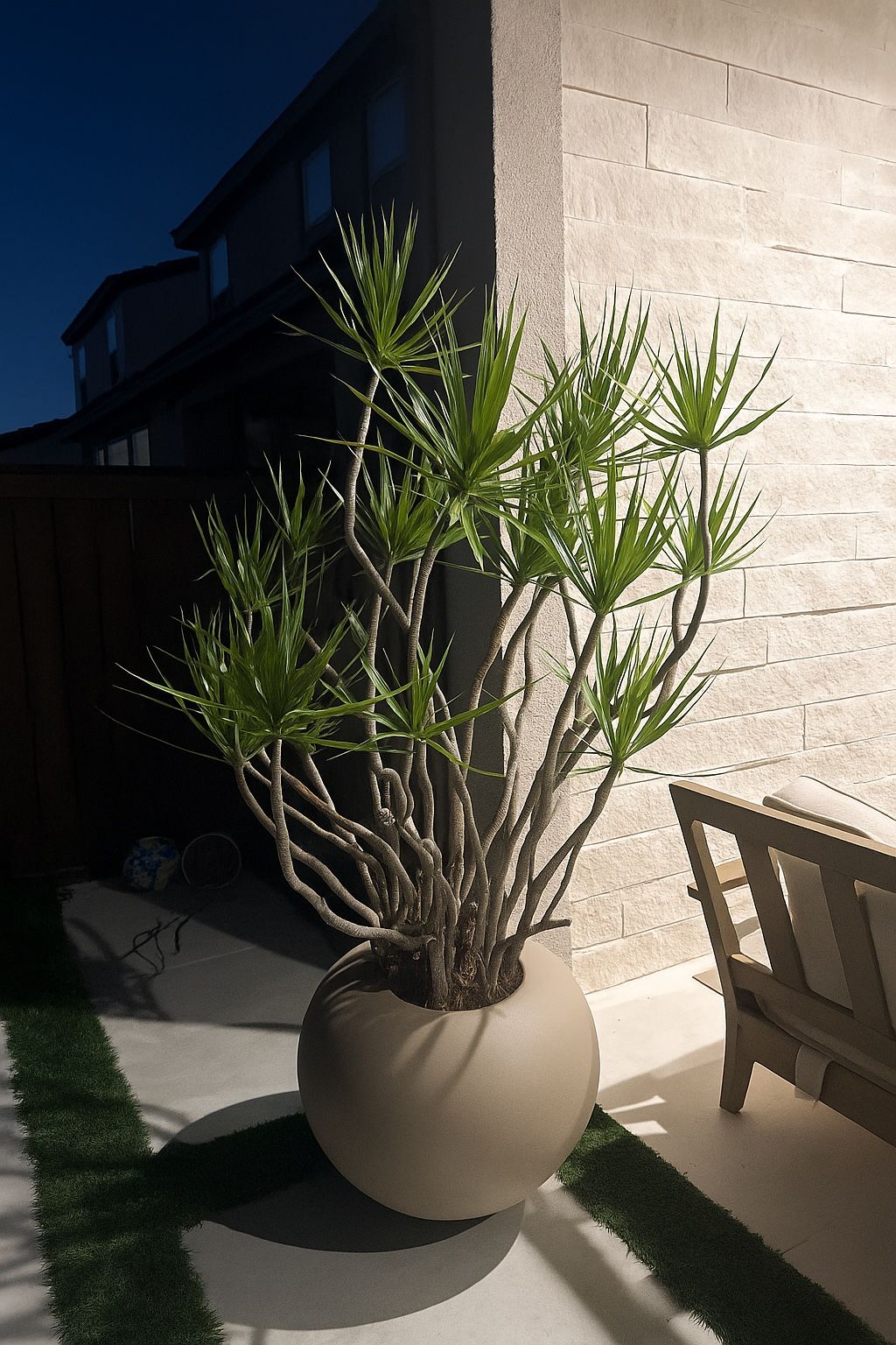 dracaena marginata Plant