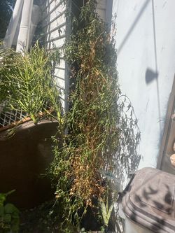 Jasmine plant??