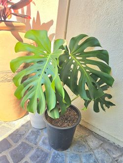 Monstera plant