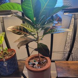Plant Croton