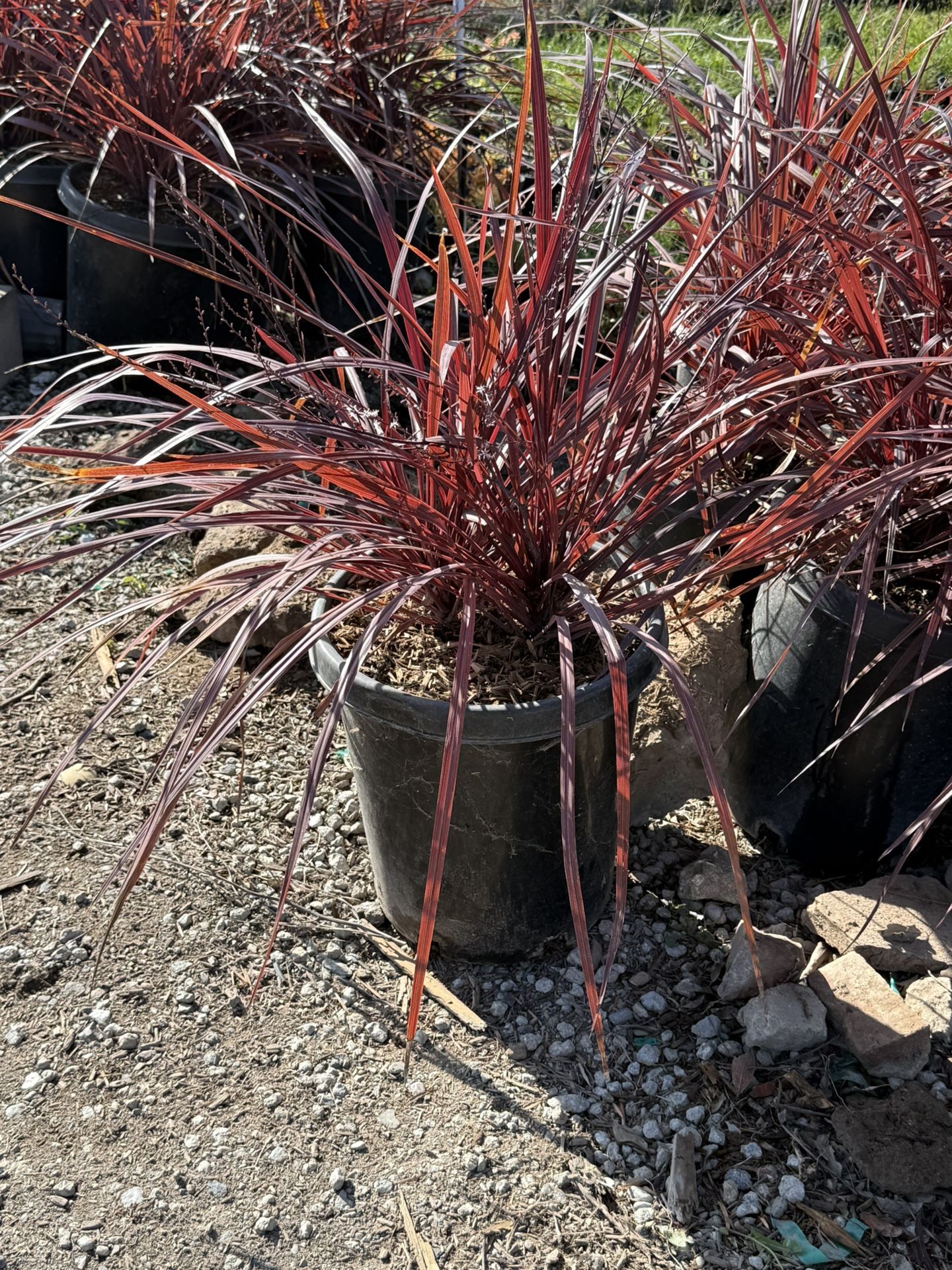 Cordyline ‘Design a Line Burgundy’