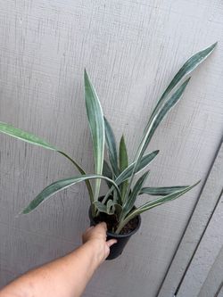 Xl Sansiveria silver in one gallon pot