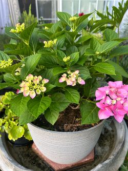 Very  nice   Plant