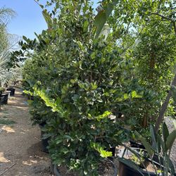 Ligustrum japonicum, Waxleaf Privet Hedges plant, 25gal 