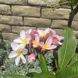 5 foot Plumeria