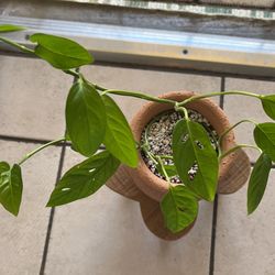 Monstera Swiss Cheese Plant