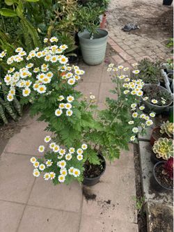 Daisy plant blooming