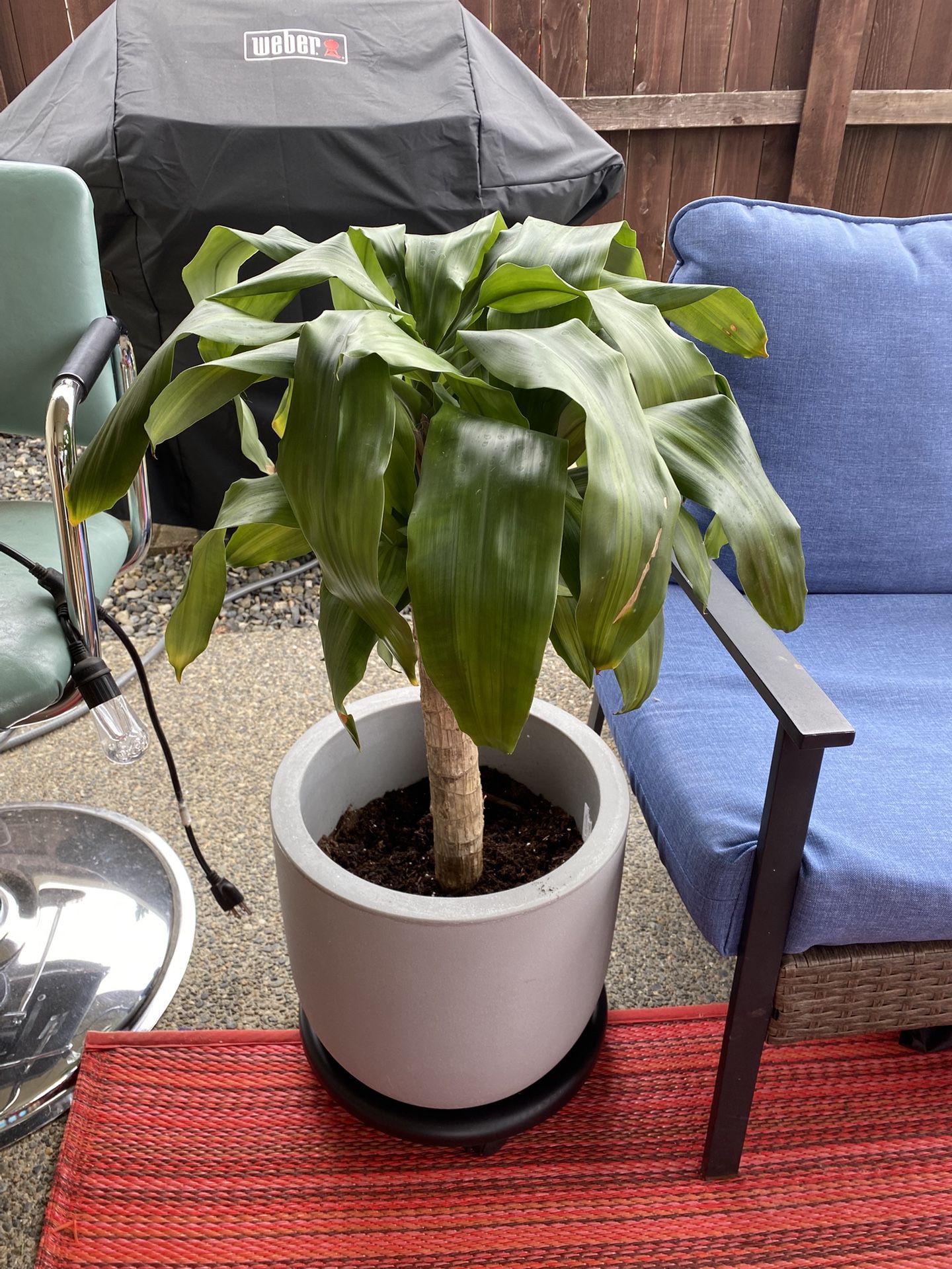 Dracaena Plant W/container