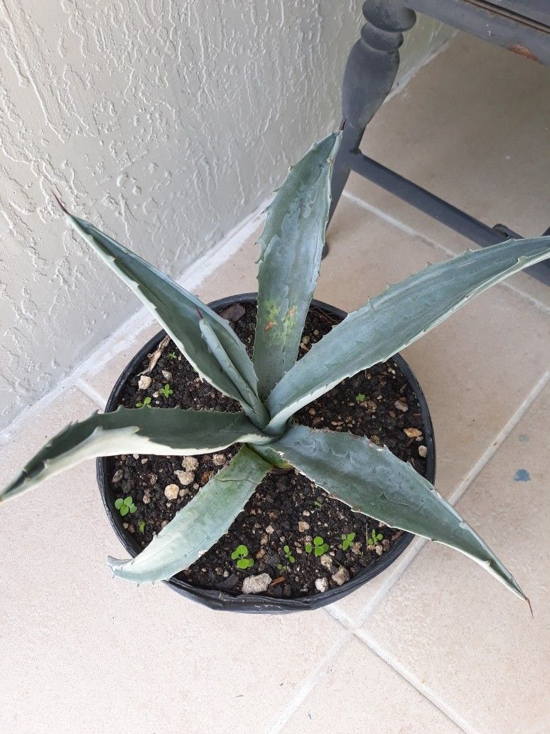 Blue Agave Plant 